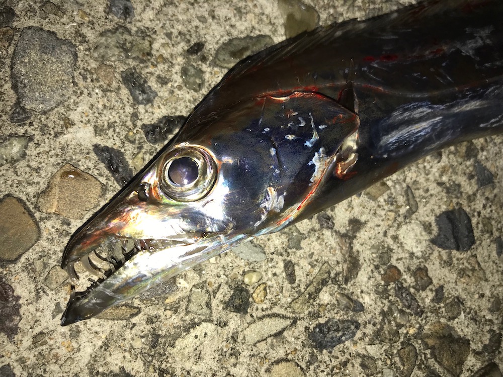 太刀魚は夜釣りでよく釣れる