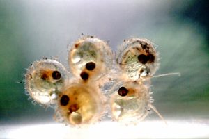 Causes of mold growing on medaka eggs