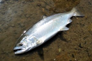 What tools and fishing methods are necessary for cherry salmon fishing?