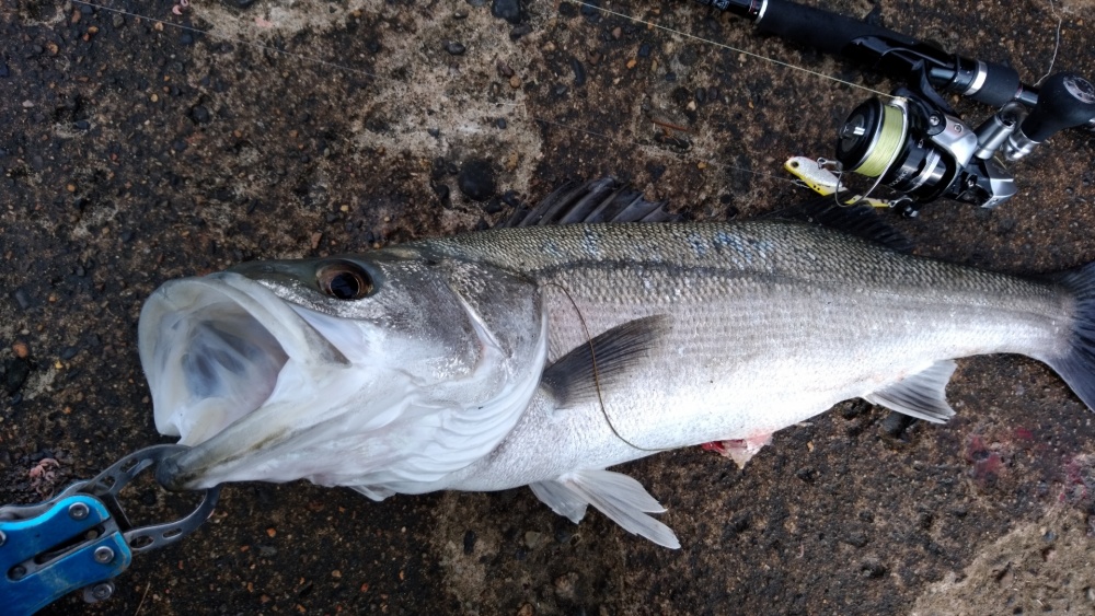 Can sea bass rods be used for shore jigging?