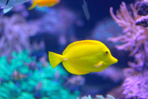 Diseases to watch out for in saltwater fish