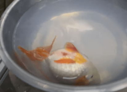 Causes and treatment of capsize disease in goldfish