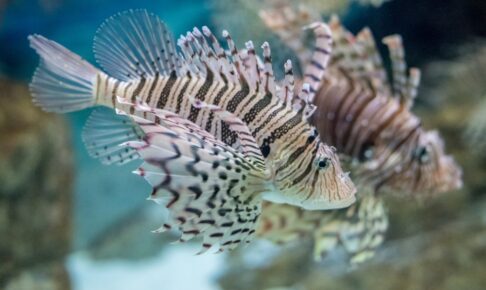 Explains the ecology of lionfish and how to identify them
