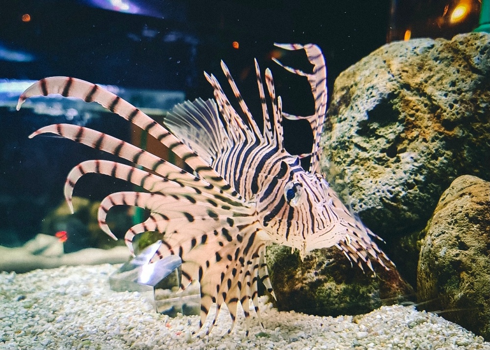 The lionfish's fins are highly poisonous, so be careful!