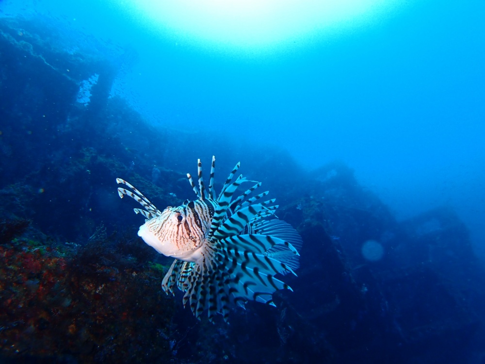 What is the ecology of lionfish