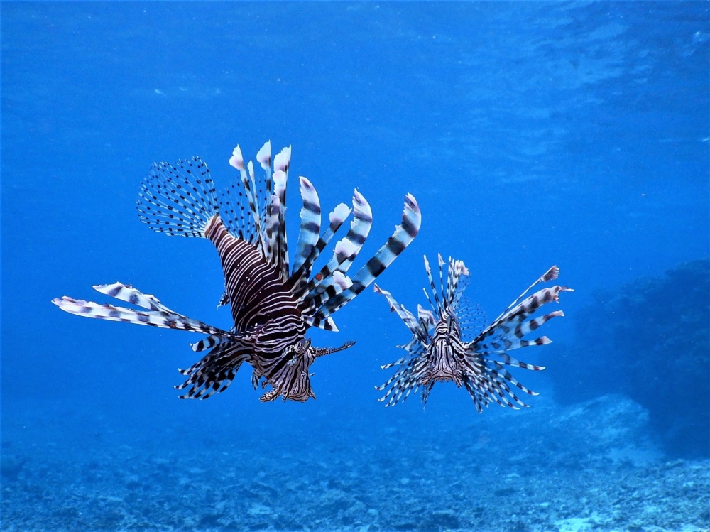 How to distinguish red lionfish and lionfish