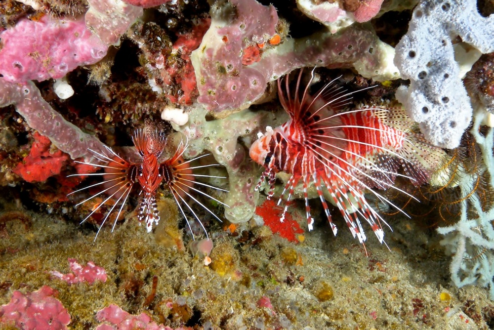 Aedes lionfish is a small species