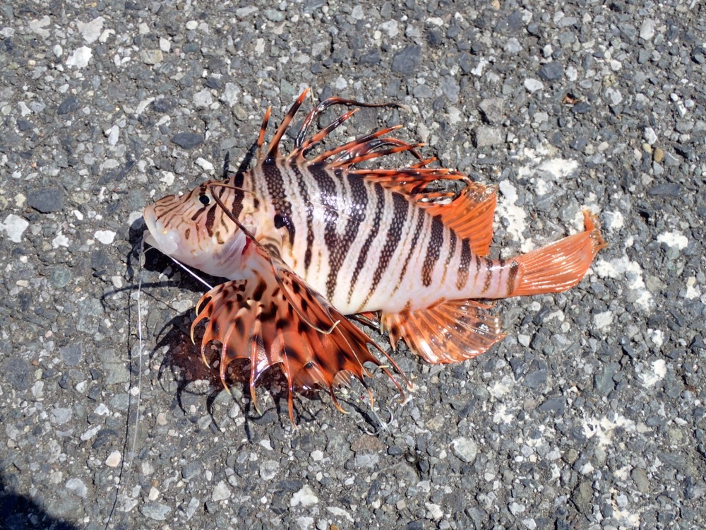 What to do if you catch a lionfish
