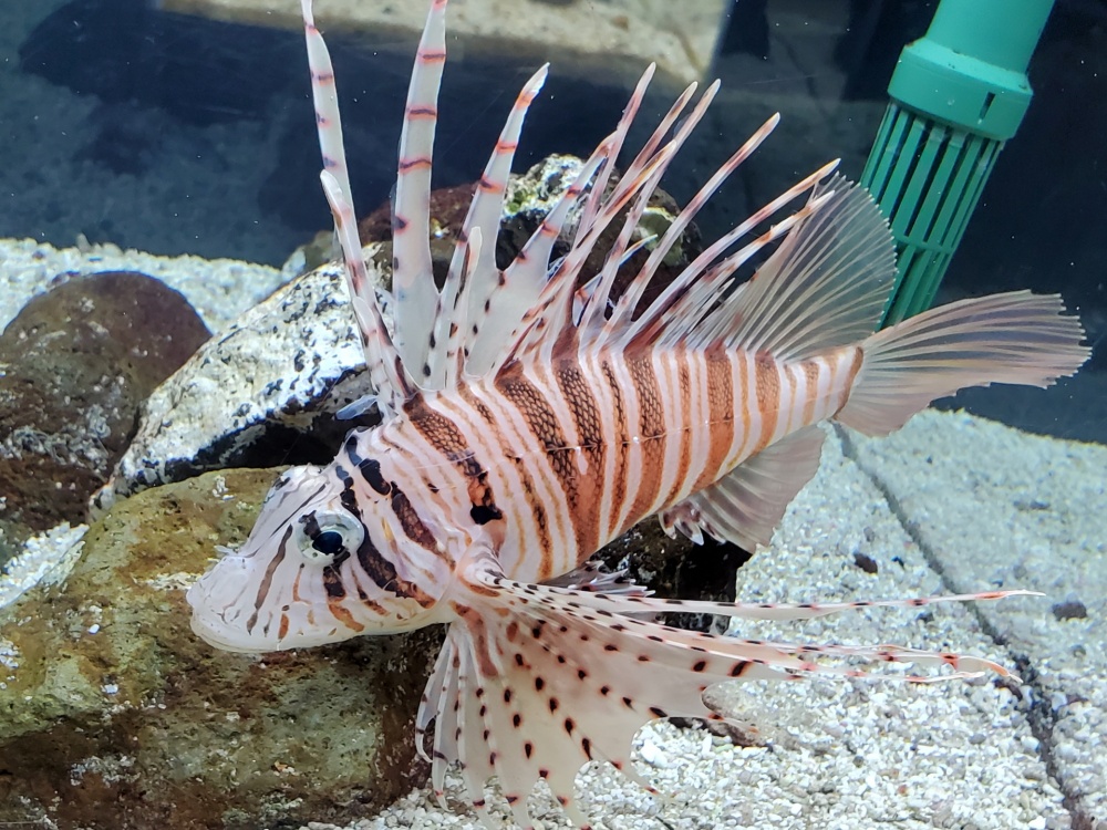 Can lionfish be kept in an aquarium?