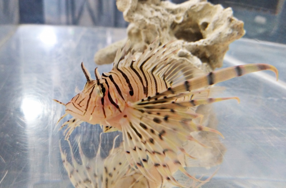 Pay attention to water temperature when breeding lionfish