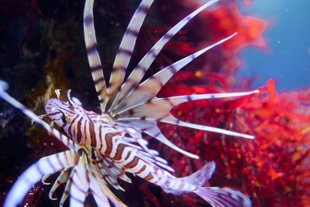 Lionfish is a beautiful poisonous fish