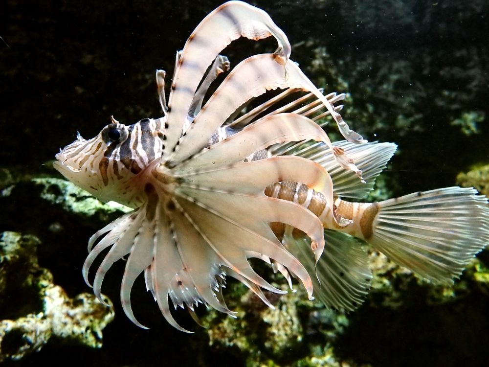 Lionfish are characterized by beautiful fins