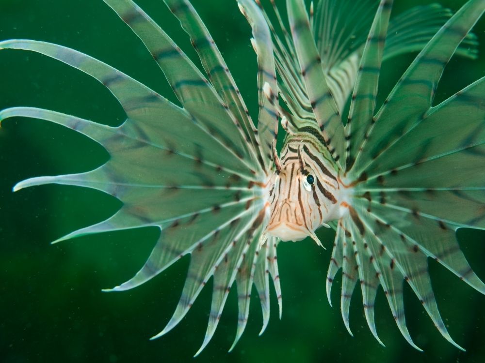 Lionfish is also known as Yamanokami