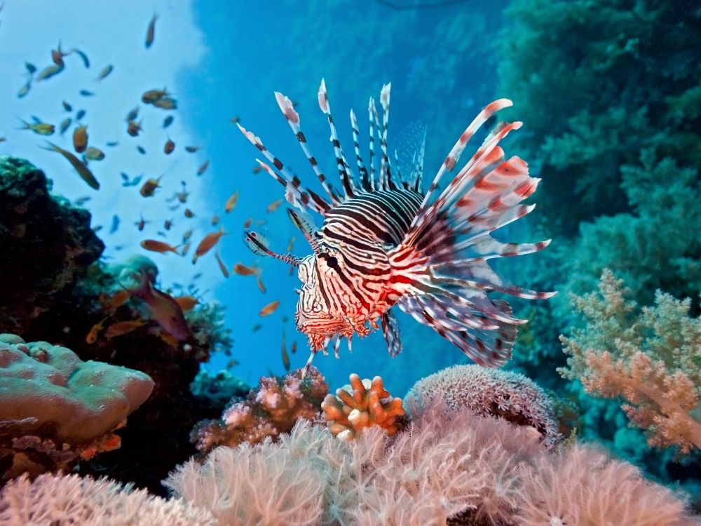 What impact do lionfish have on Atlantic coral reefs?