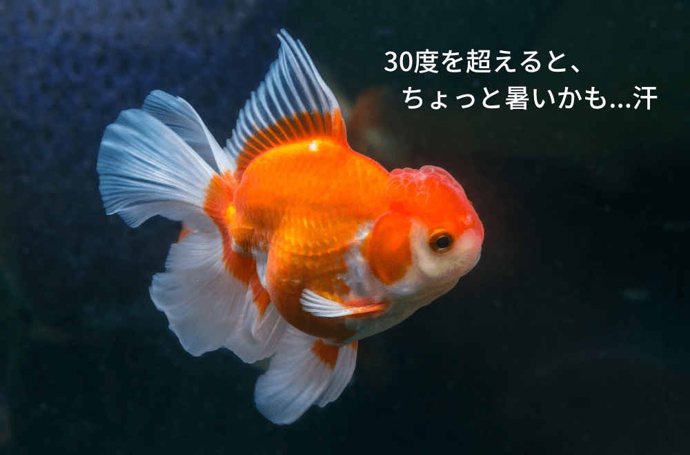 金魚の高水温耐性について
