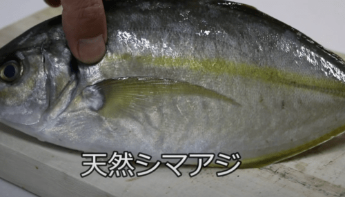 シマアジは刺身が絶品な高級魚！美味しい旬の時期や値段は？