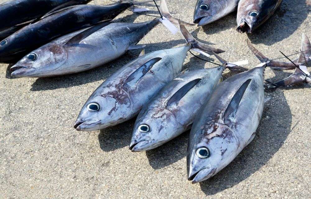 Tonjigi's main target is albacore tuna