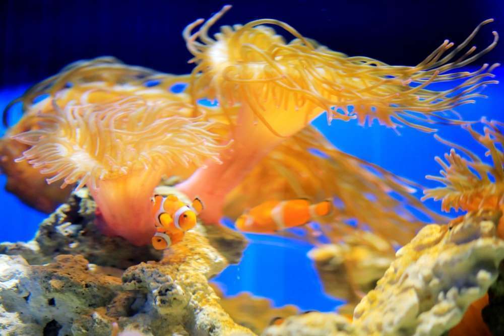 A cooler is essential for aquariums with corals and sea anemones