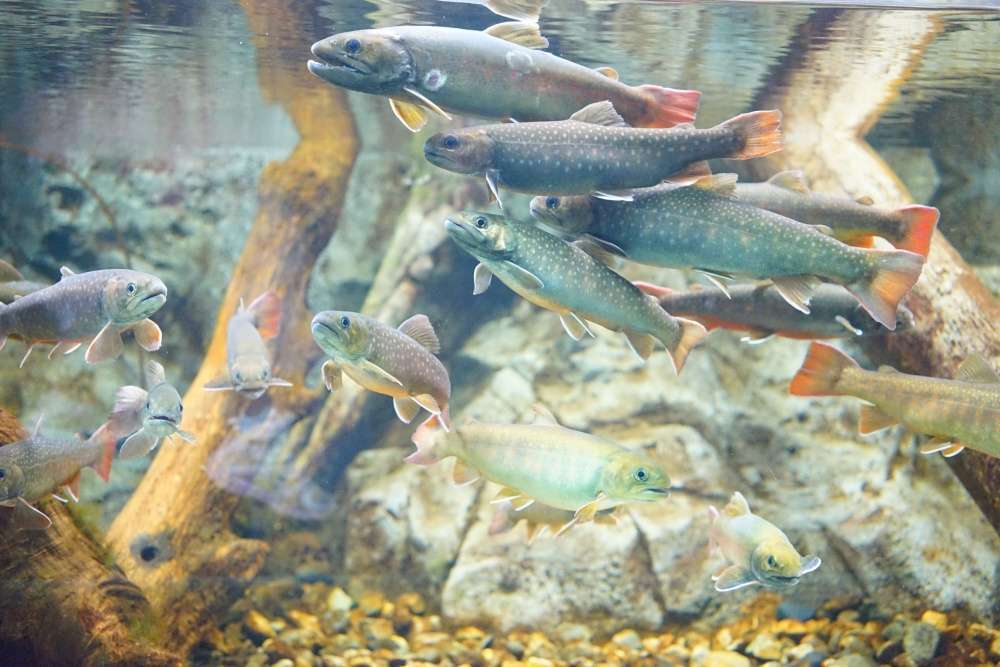 Fish that live in cold water should be careful of high water temperatures