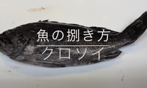 Black soy is a root fish that is delicious as sashimi and boiled