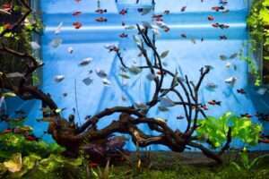 Aquarium fish ranking with high breeding difficulty