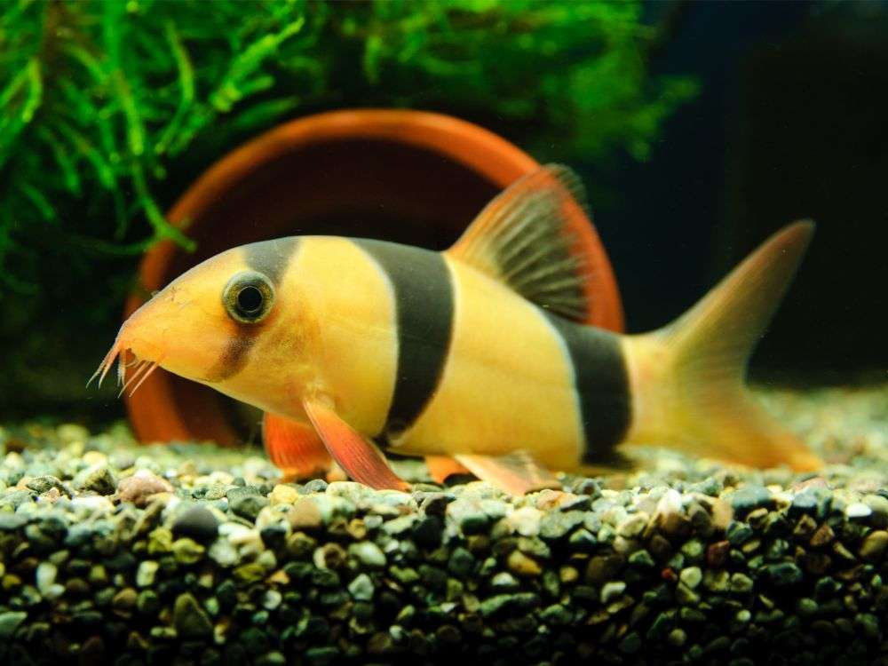 White spot disease prevention is important for crown loach