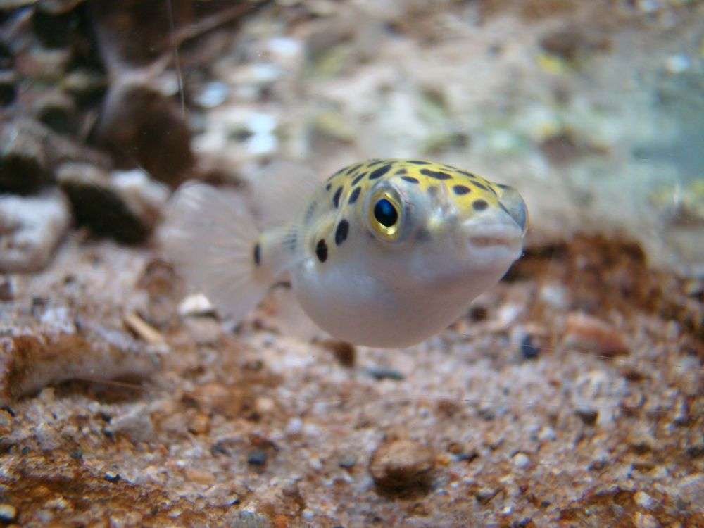 What is the breeding difficulty of green pufferfish?