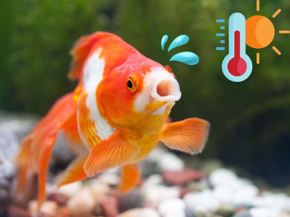 Measures against high water temperature in the aquarium are essential!
