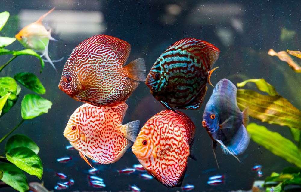 Discus is also a fish that can withstand high water temperatures.