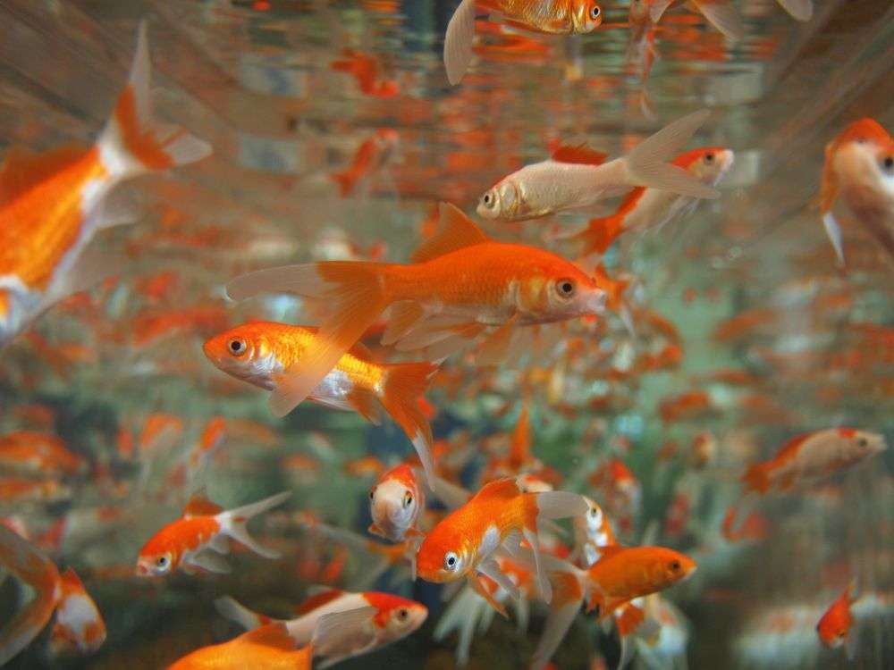 Goldfish are also highly tolerant to high water temperatures.