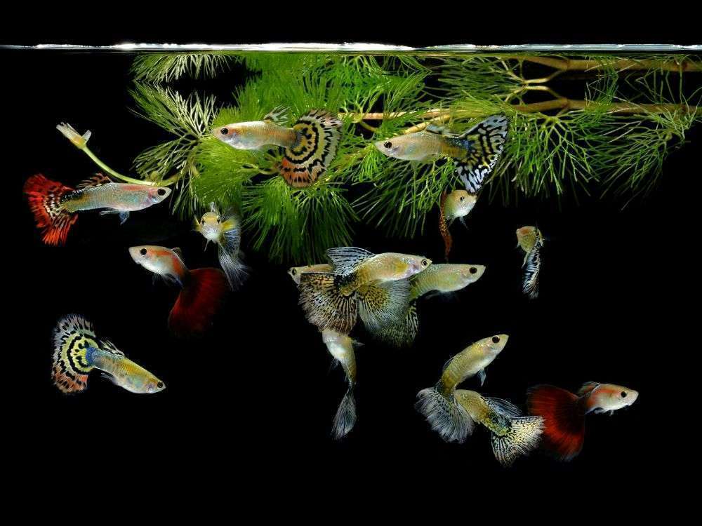Are guppies surprisingly difficult to care for?