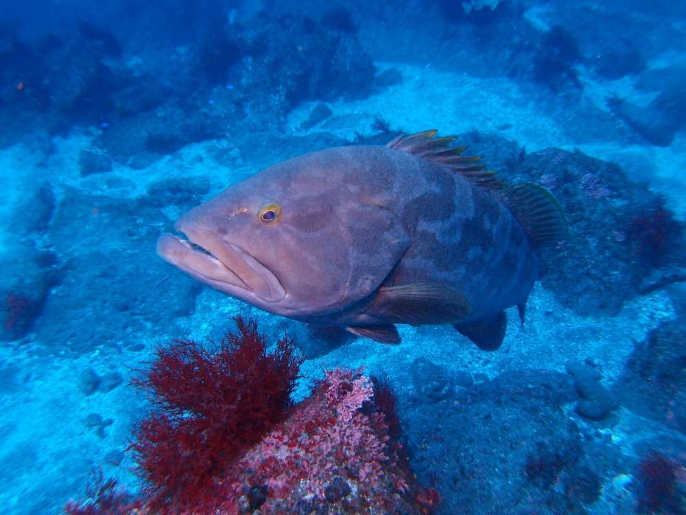 What is the best season and place for fishing longtooth grouper?