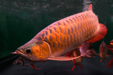 Super basics of arowana breeding! Necessary knowledge summary for keeping dragon fish at home