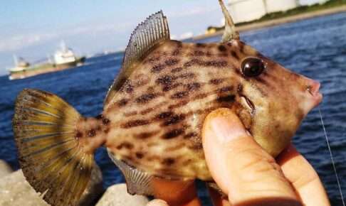 Filefish fishing tricks explained