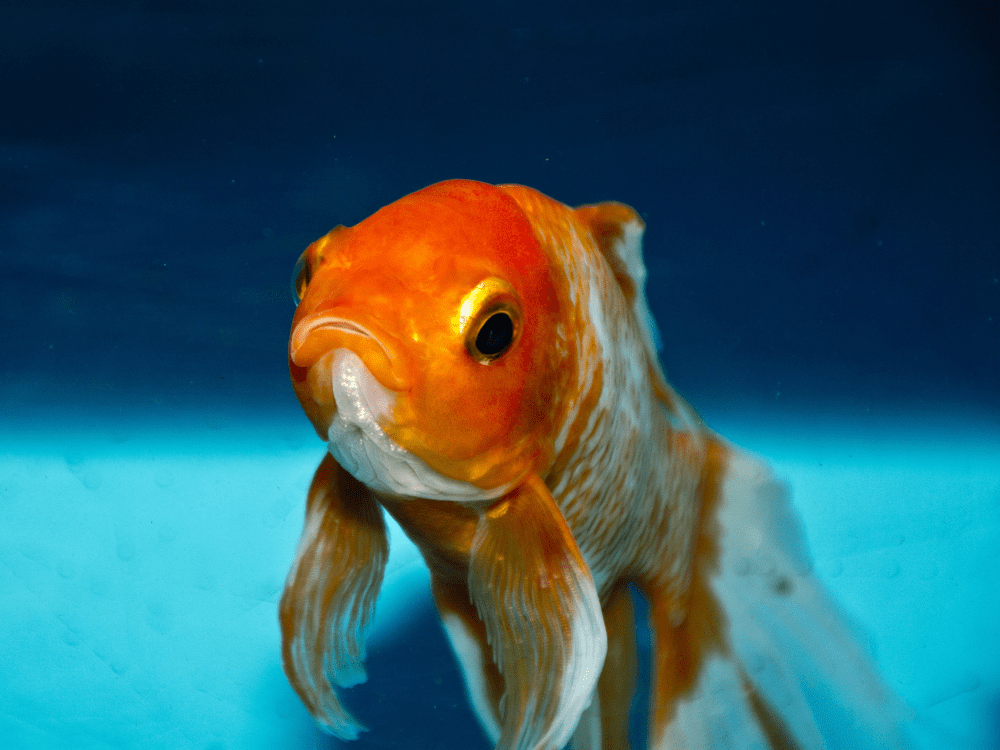 金魚は長生き